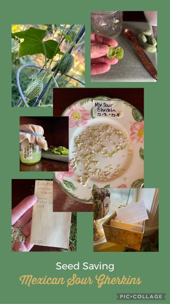 Saving cucumber seeds