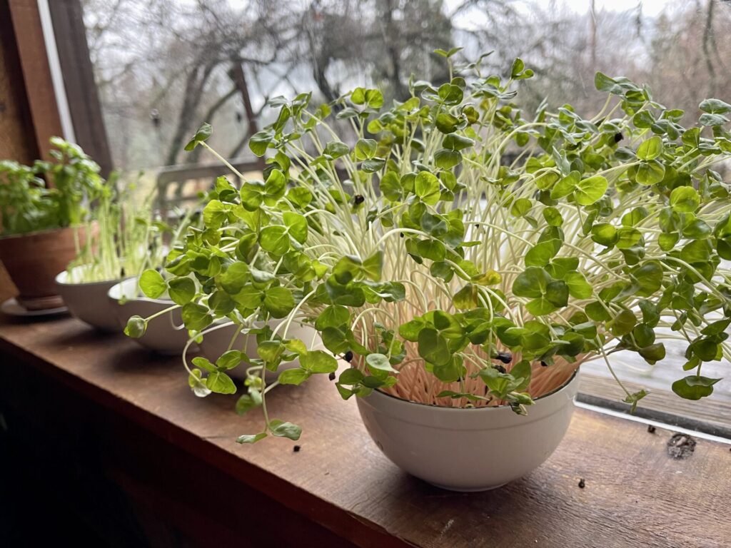Salad gardening