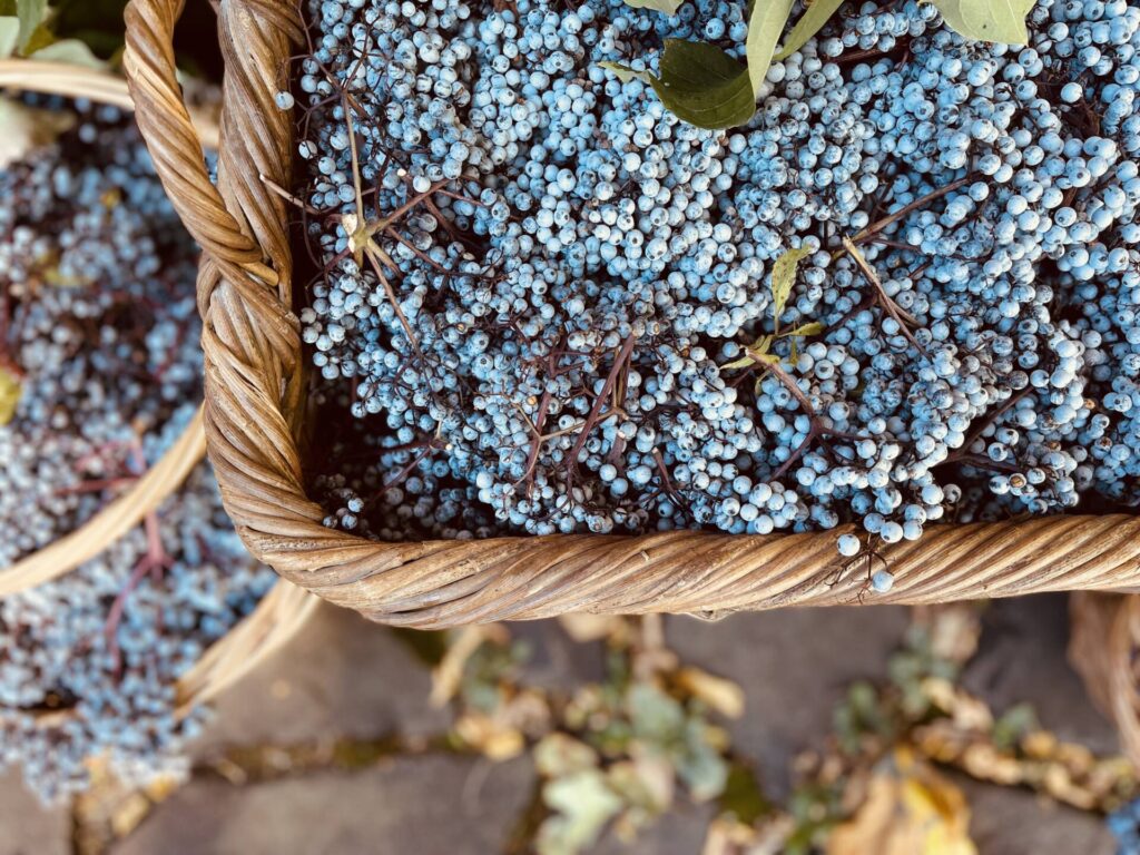 blue elderberries