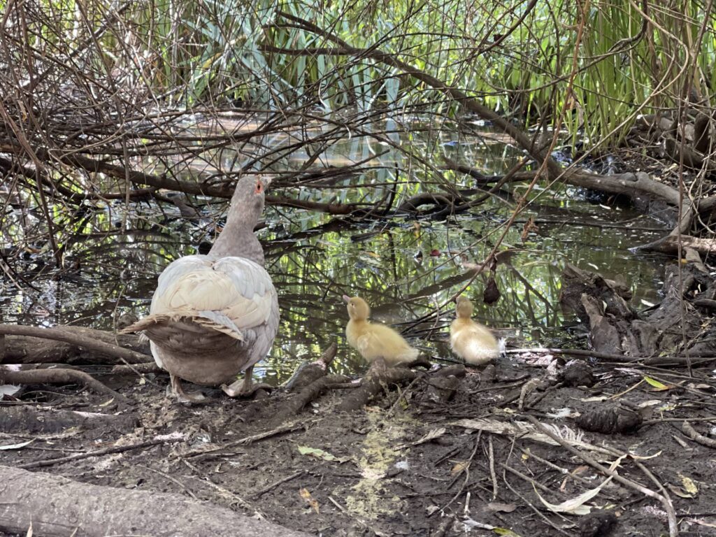 Sadie and ducklings