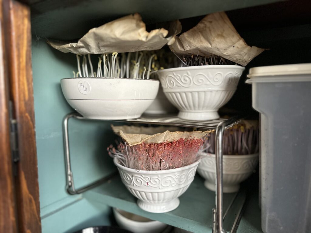 Salad shoots in the hutch