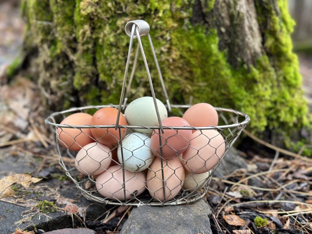 Bountiful basket of eggs
