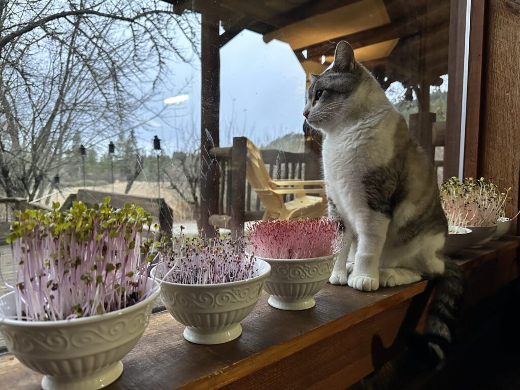 Jasper surveys the farm
