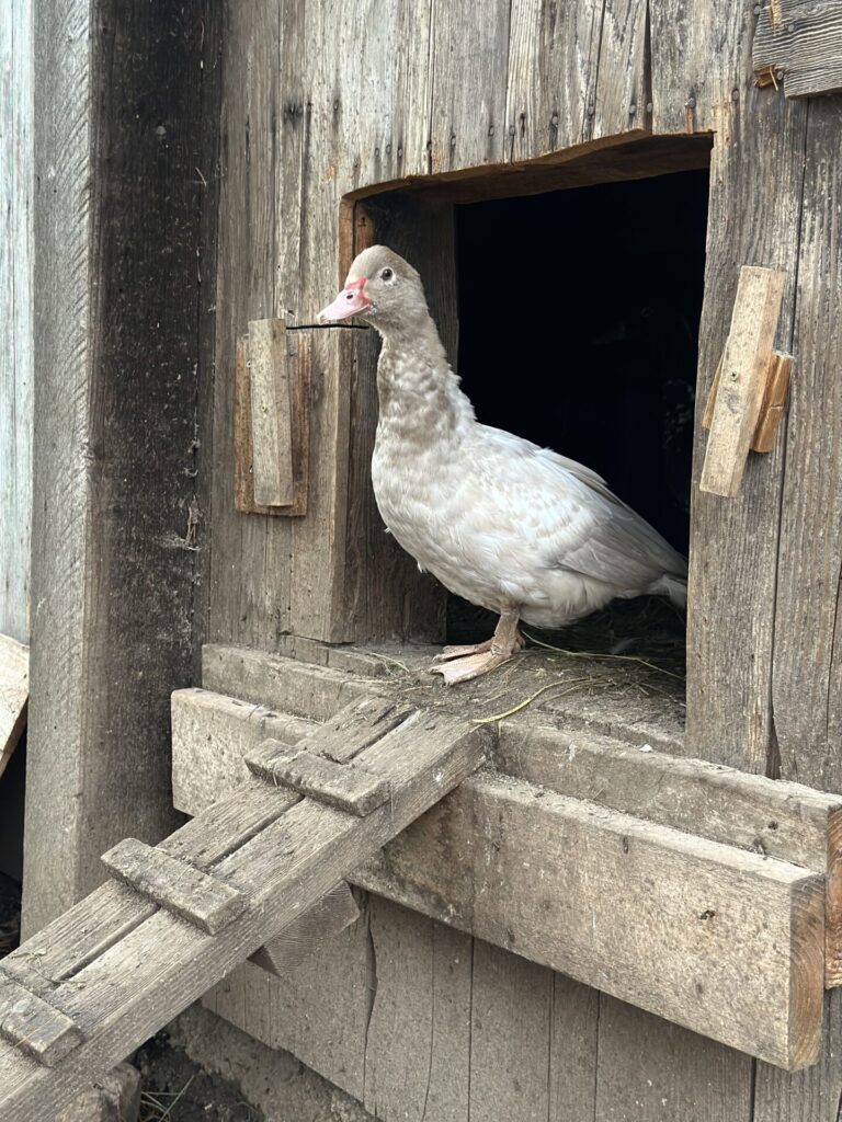 Marigold bids you good morning!