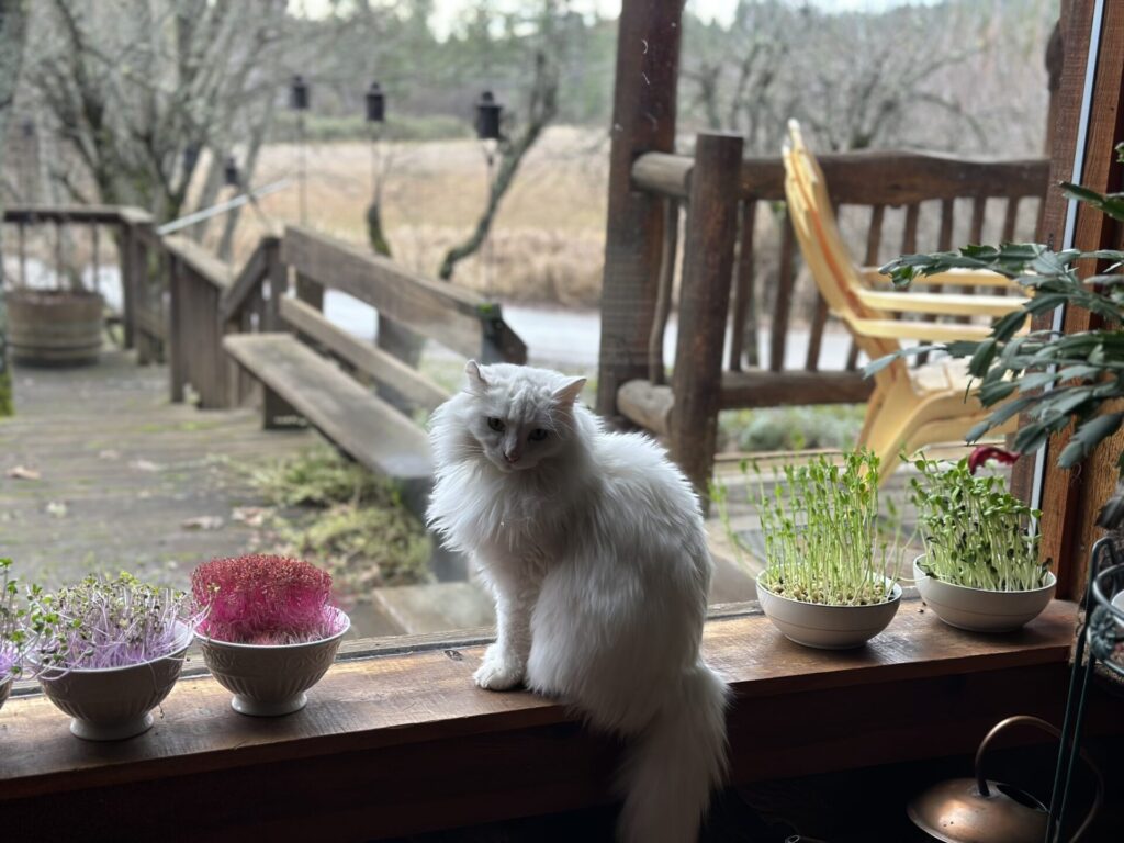 Pearl surveying the garden