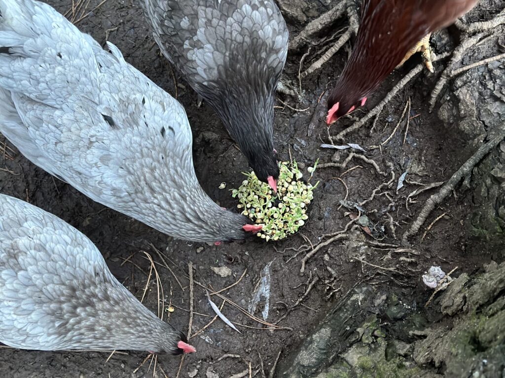 chickens enjoy the leftovers