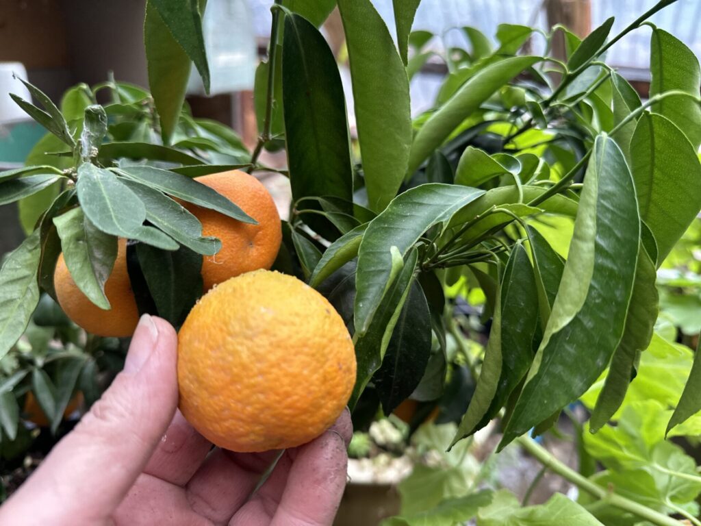Clementine oranges