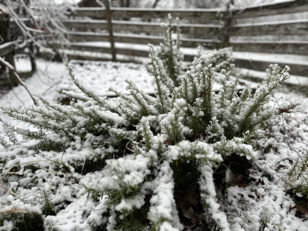 Rosemary dusted with snow