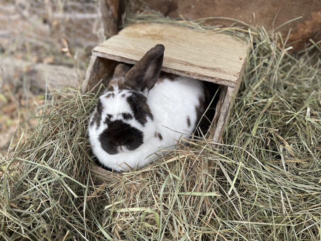 Henry in his box