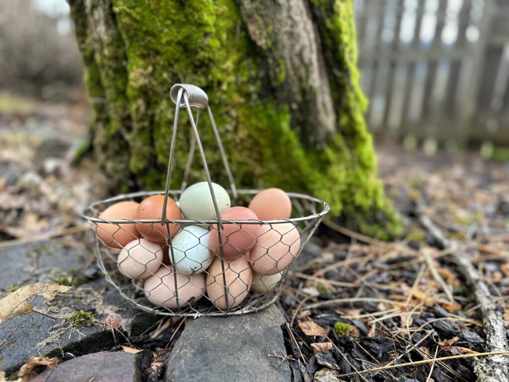 fresh eggs