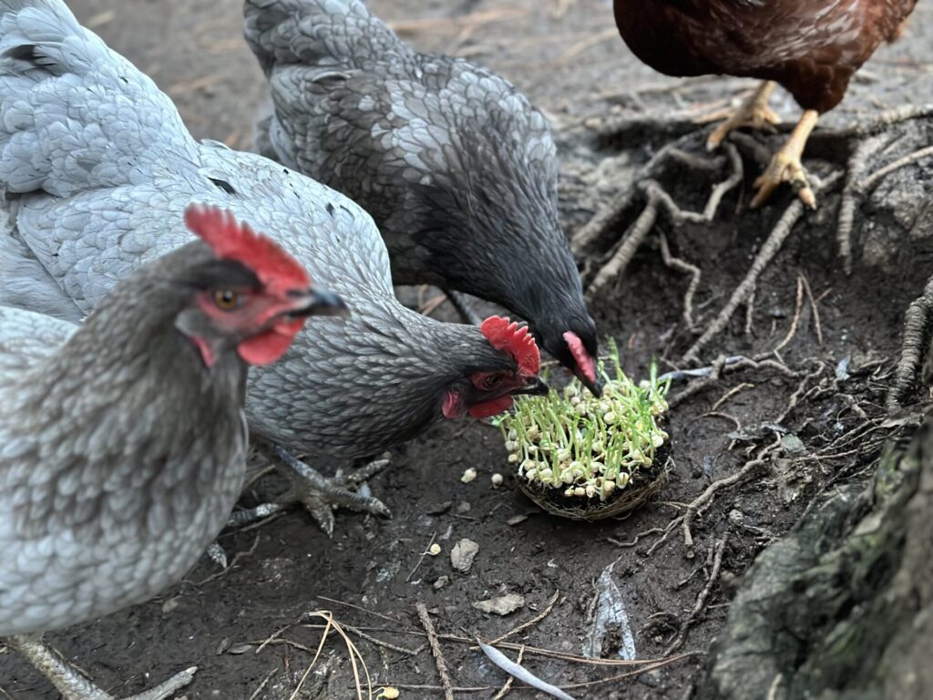 hens enjoying salad shoot root wad