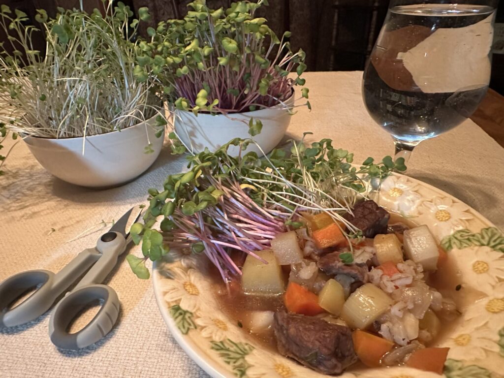 beef and barley soup topped with homegrown salad shoots