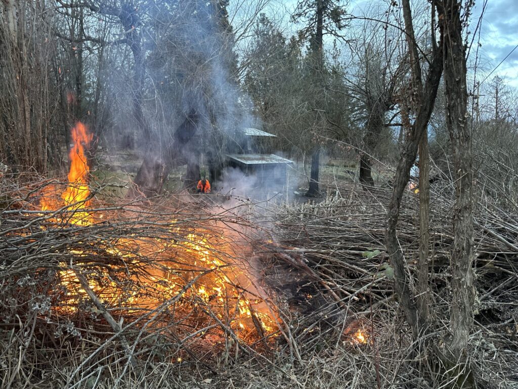 burning blackberries