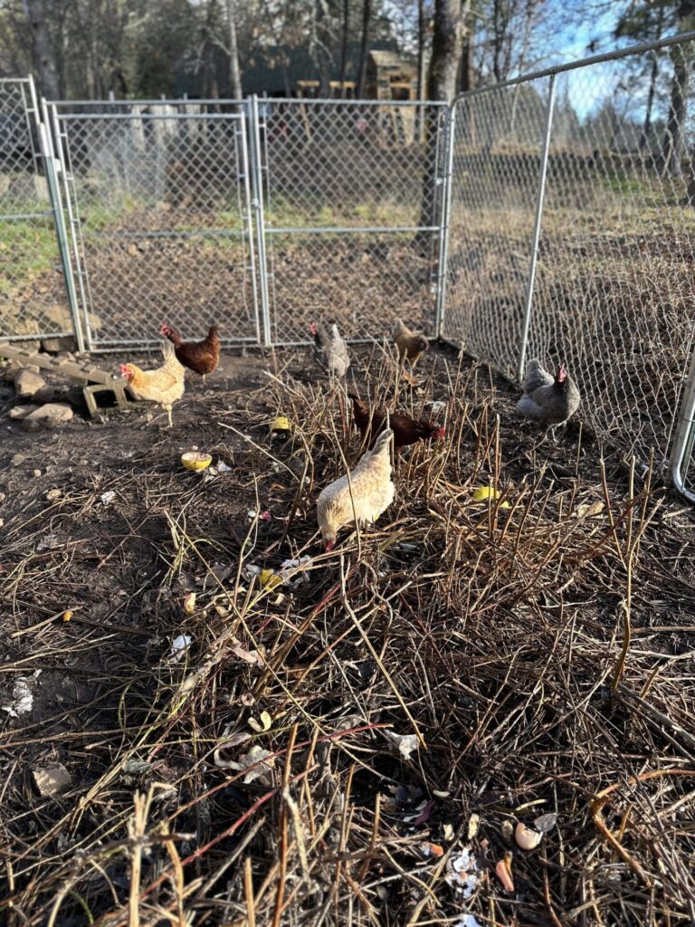 chickens snacking on kitchen scraps
