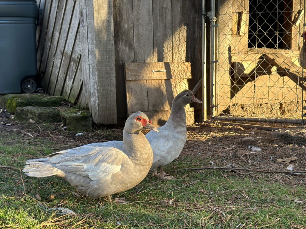 Ducks sunning themselves
